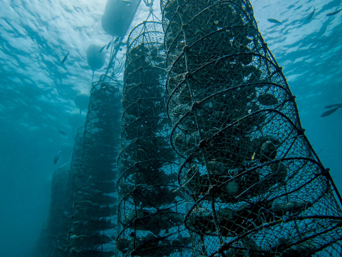 Dibba Bay Oysters lands green prize - Gault & Millau UAE